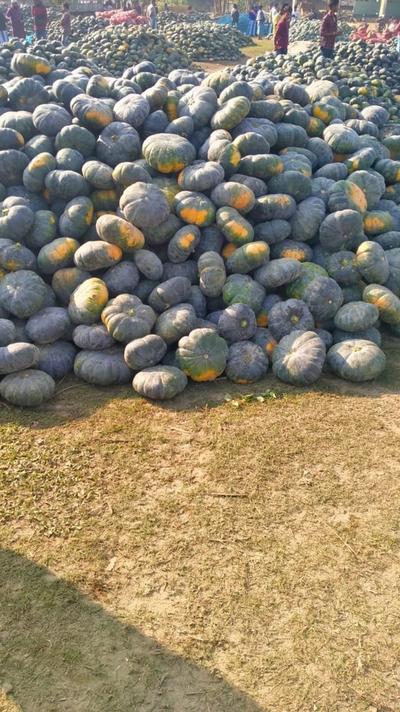 A Grade Assam Medium Fresh Pumpkin