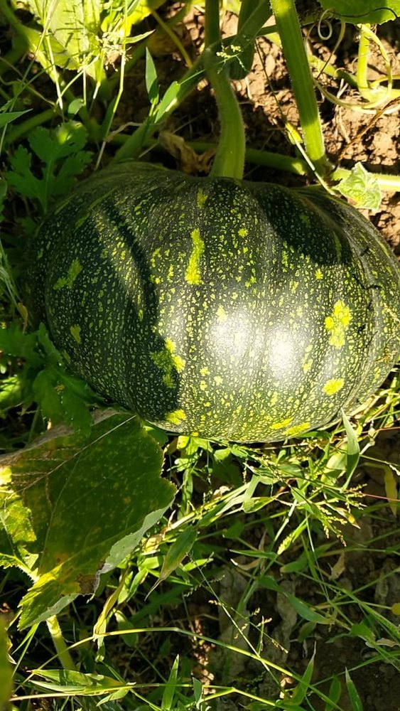 B Grade gujrat Green Pumpkin