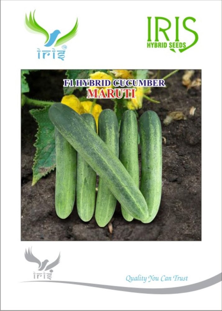 Green F1 Hybrid Cucumber Maruti, Packaging Type: Packet, Packaging Size: 50 Gm