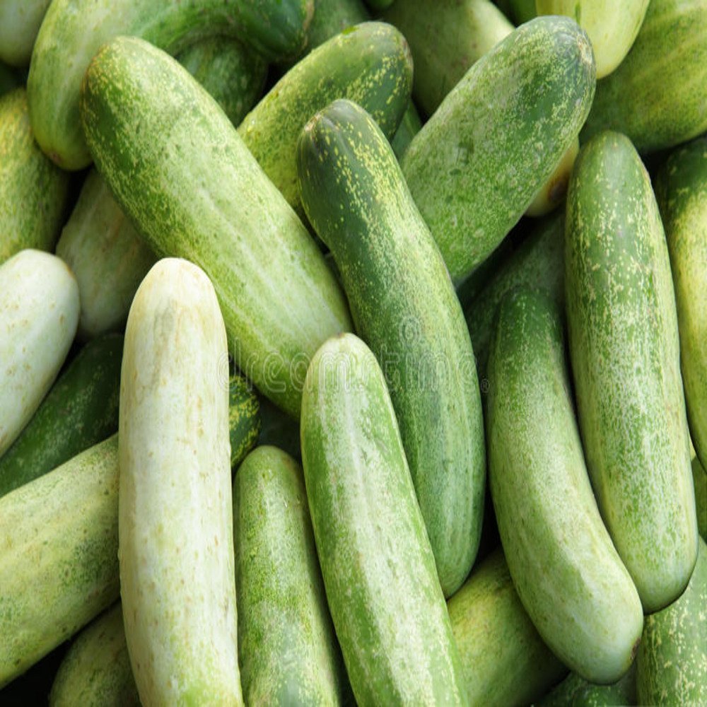 A Grade Pan India Fresh Cucumber (Kheera)
