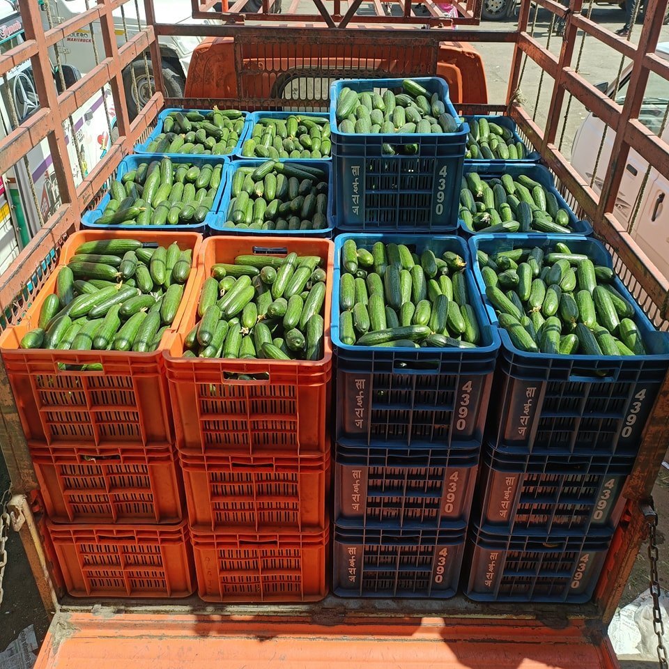 Green A Grade Hybrid Fresh Cucumber, Carton, Packaging Size: 20 Kg