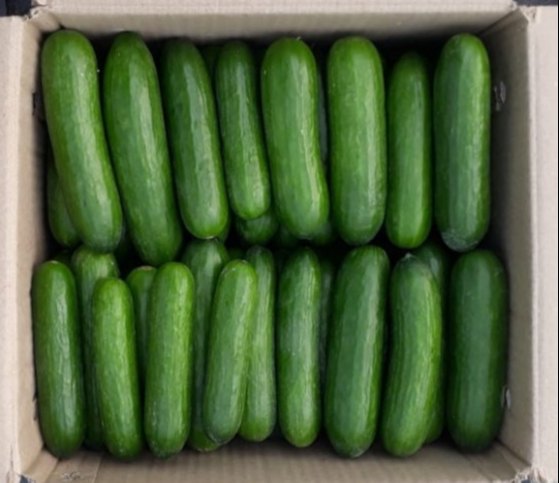 A Grade Green Fresh Organic English Cucumber (Kheera)