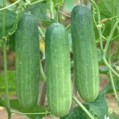 A Grade Pan India Cucumber Vegetable, Packaging Size: 5 Kg