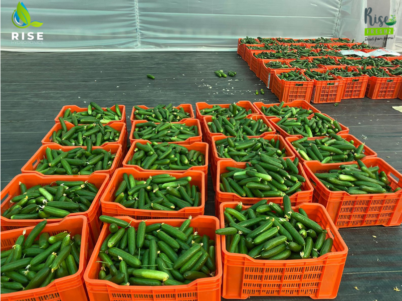Green A Grade Chinese Cucumber, Carton, Packaging Size: 20 Kg