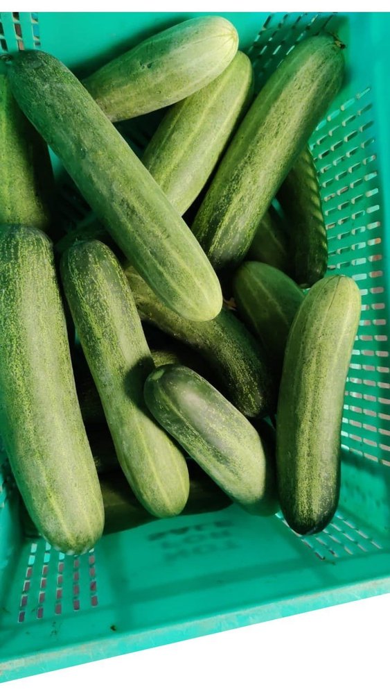 A Grade Fresh Green Cucumber