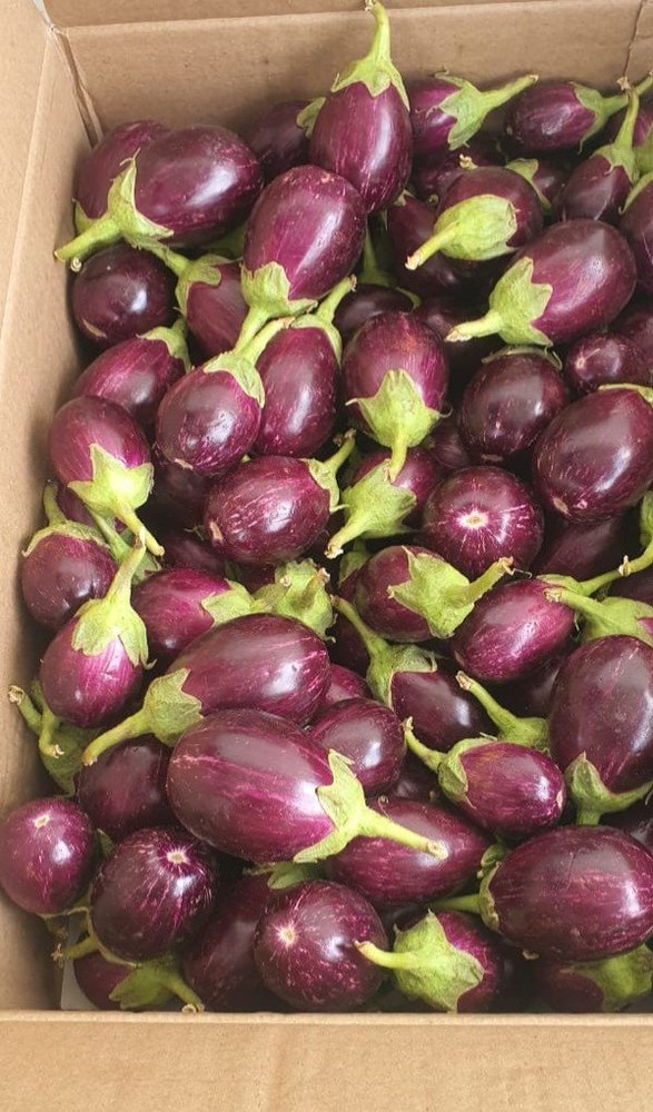 A Grade Purple Fresh Indian Egg Plant-Brinjal, Carton, 5 Kg