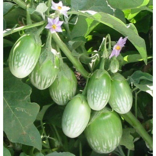 Green Brinjal Plant, For Food