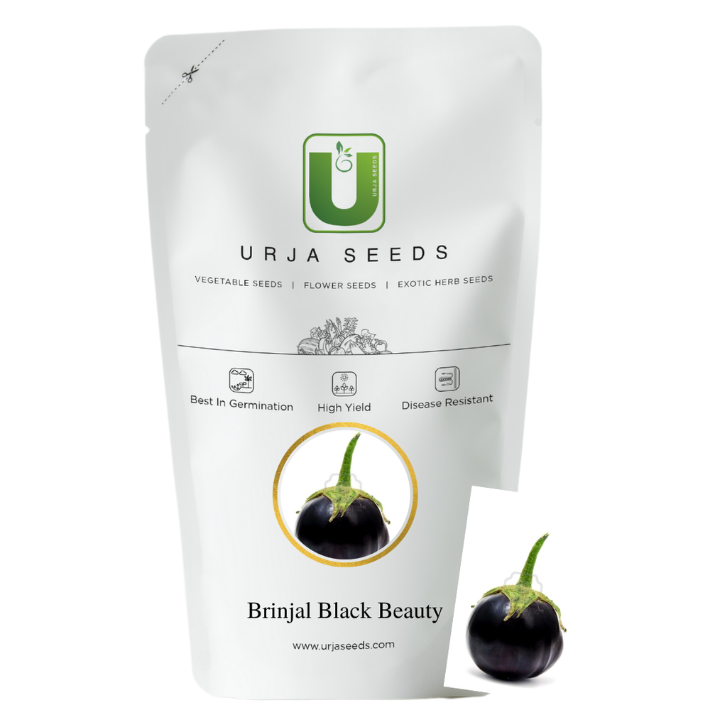 Urja Seeds Natural Brinjal US(112) Black Beauty, For Agriculture