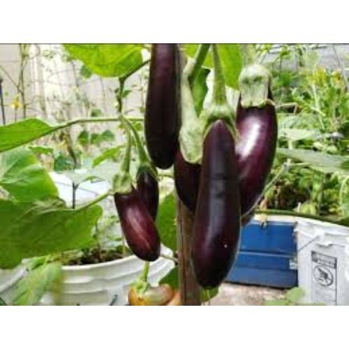 A Grade Pan India Fresh Vegetables Brinjal, 5 Kg