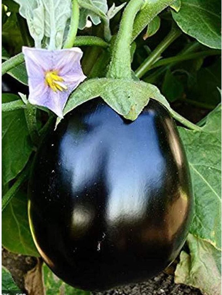 A Grade Organic Black Round Brinjal
