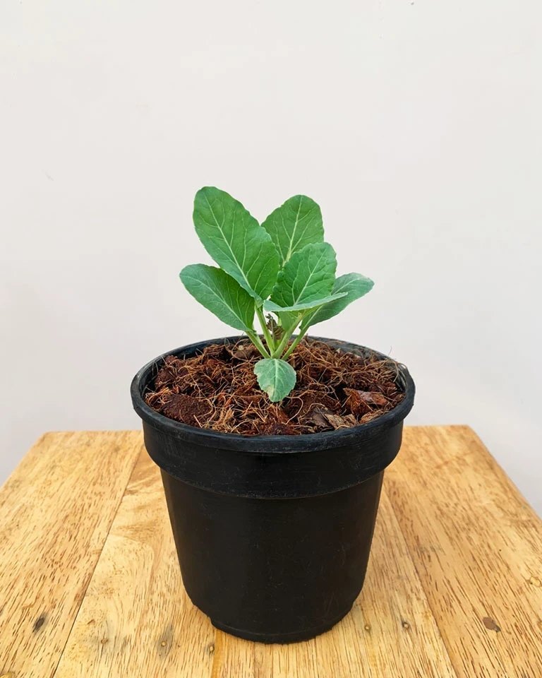 A Grade Edible Cauliflower Plant, Pesticide Free (for Raw Products), Packaging: Carton