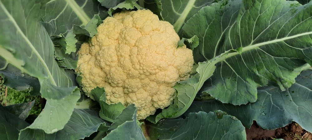 Jharkhand Fresh Cauliflower, Plastic Bag, 20 Kg