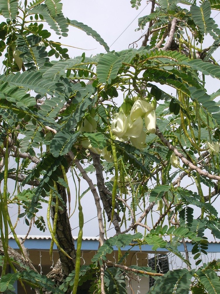 A Grade Green Agathi Keerai Humming Bird Vegetables, Carton, 10 Kg