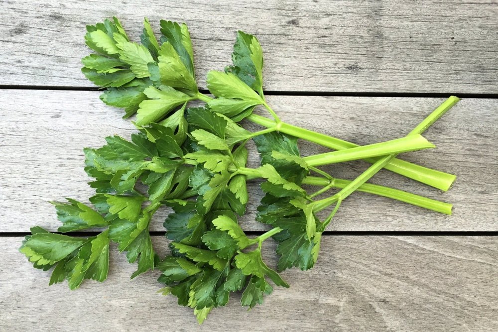 Green Celery Leaves, Packaging Type: Net Bag