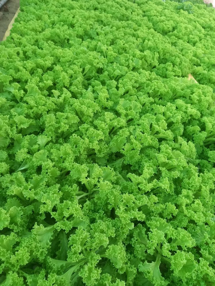 Pesticide Free (for Raw Products) A Grade Lettuce Iollo Rose/batavia (Green), 5 Kg, Hydroponics