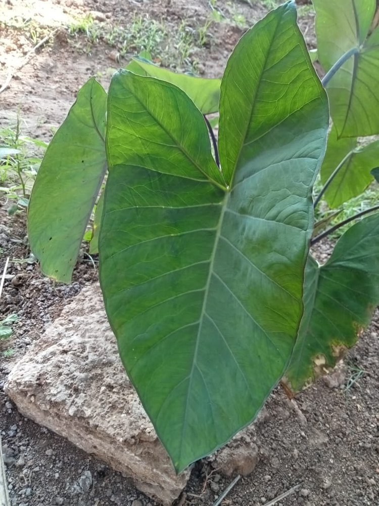A Grade Green Fresh Colocasia Leaf, Loose