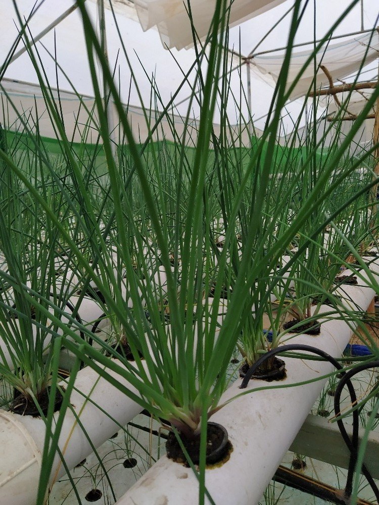 A Grade Green Fresh chives plants for sale, Crate, 100 kgs
