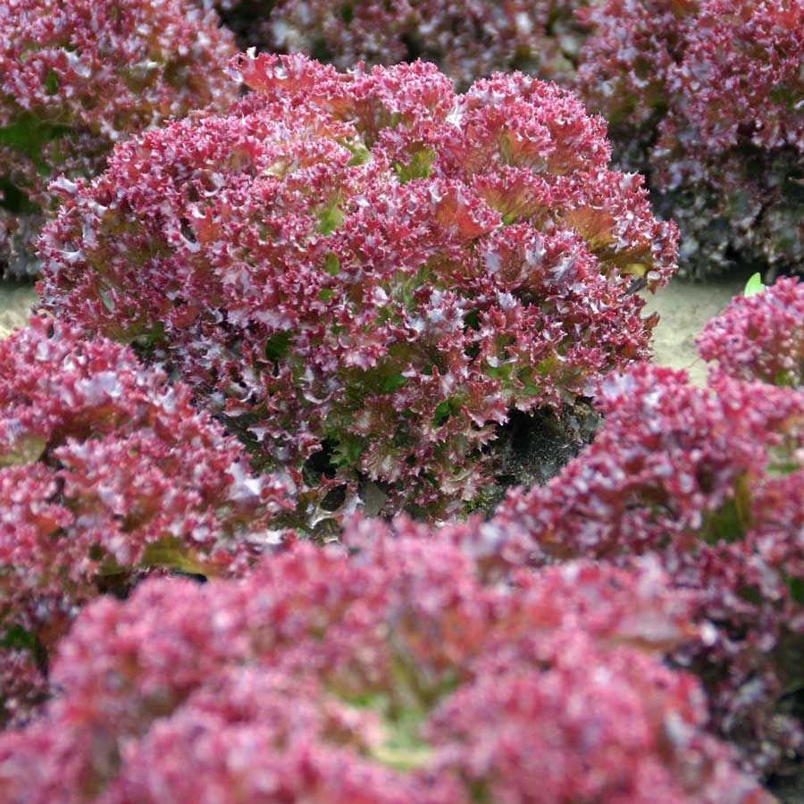 Lollo Rosso Lettuce