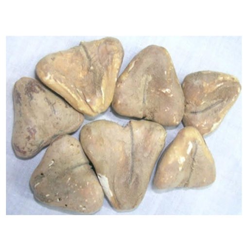 Water Chestnut, 5 Kg