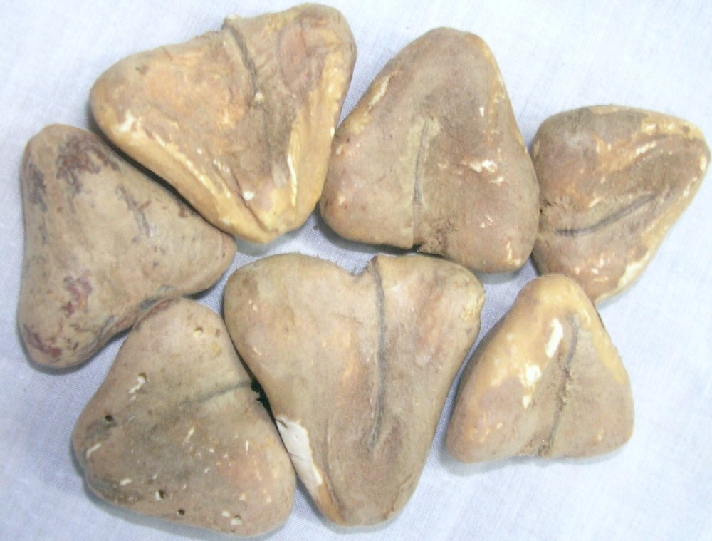 Depend upon the color Cream color Dried Water Chestnut, 50 Kg, Packaging: Jute Bag