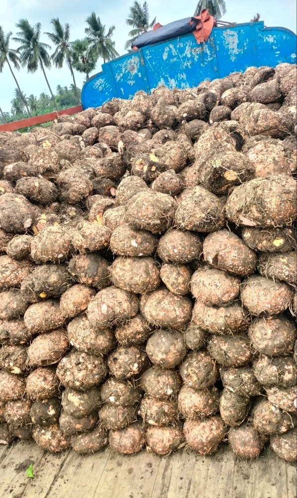 A Grade Andhra Pradesh Elephant Yam Suran, 10 Kg, Packaging Type: Gunny Bag