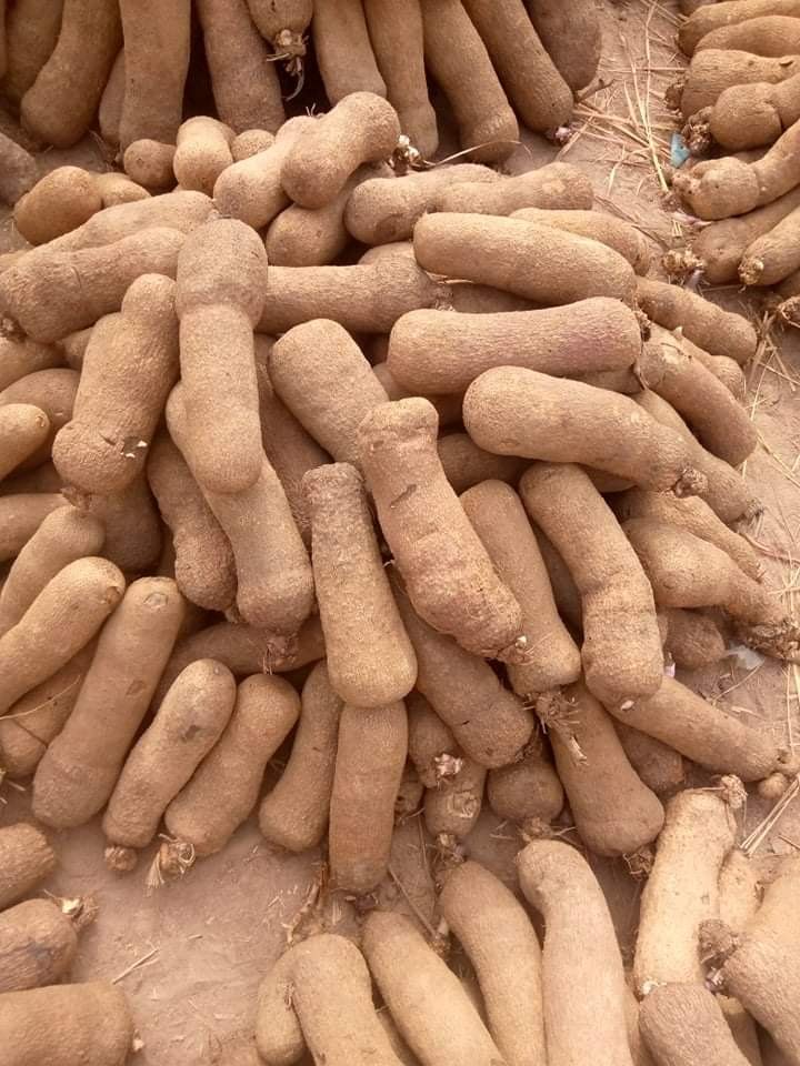 White African Yam, solid, Packaging Size: Reefer Container