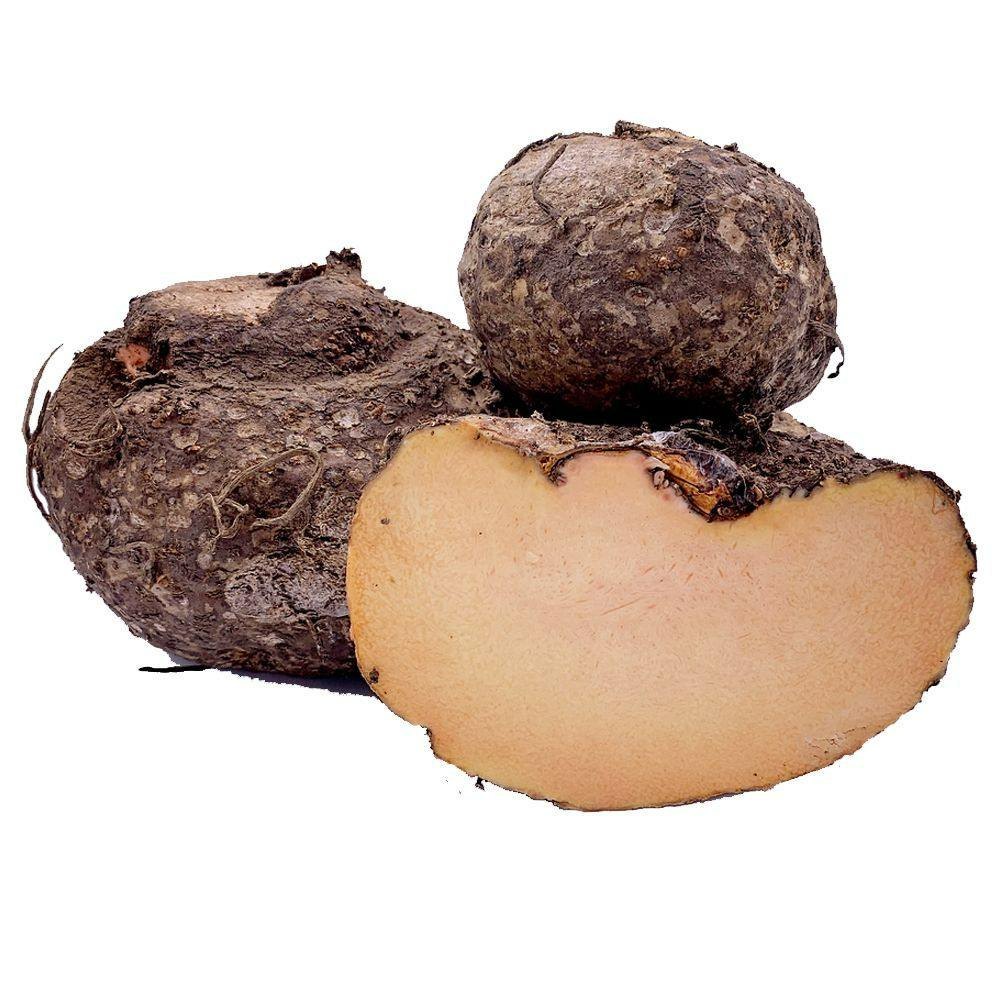 A Grade Fresh Yam Suran, Maharashtra