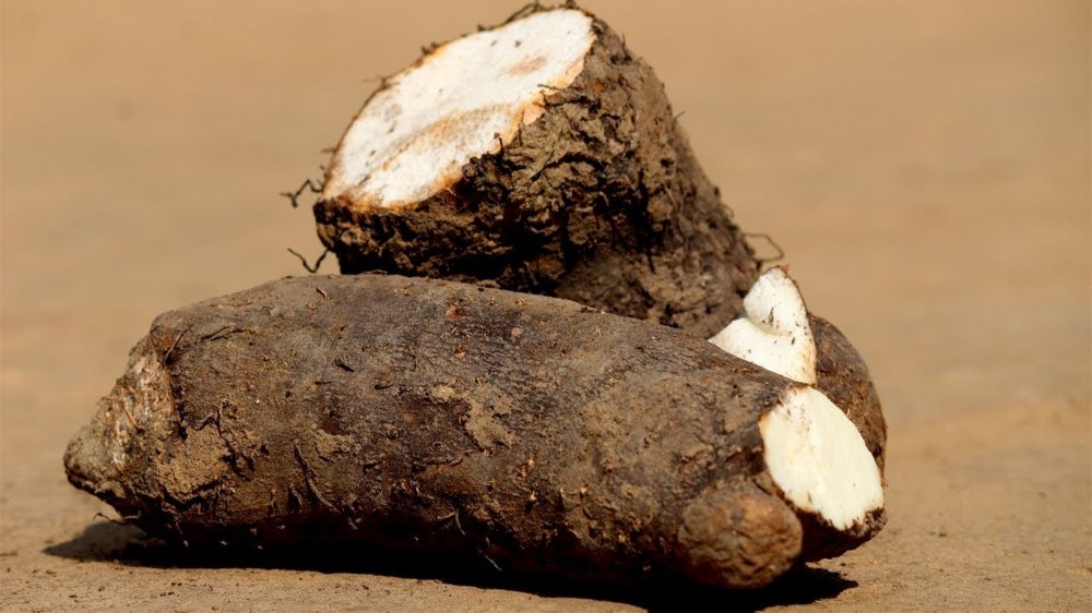 A Grade Dark Brown Yam (Garadu), Gunny Bag, Loose, Field Fresh