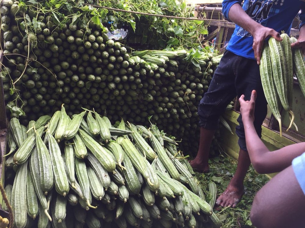 Organic Ridge Gourd