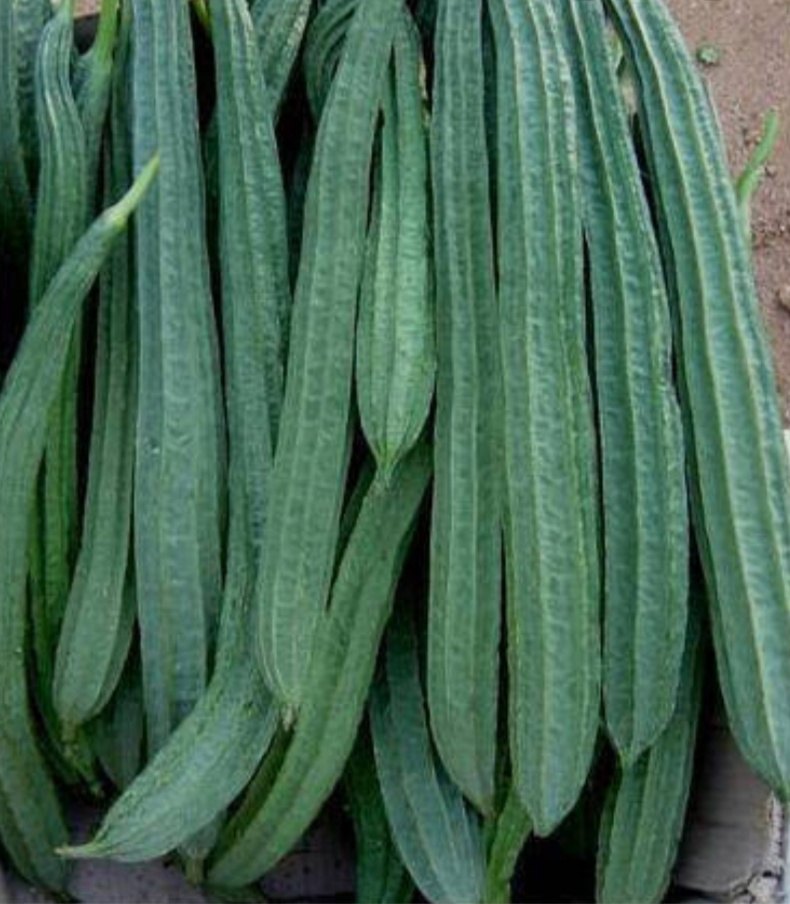Green Maharashtra Ridge Gourd Turai, Packaging: Carton