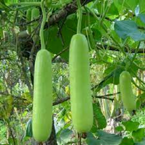Bottle Gourd
