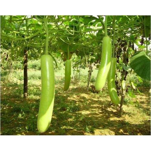 Green Bottle Gourd, Pesticide Free (for Raw Products), Packaging: Plastic Bag or Polythene Bag