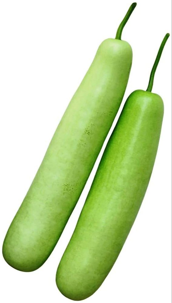 Pusa Summer Prolific Long A Grade Organic Fresh Bottle Gourd