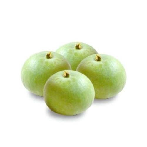 A Grade Green Fresh Round Gourd, Gunny Bag