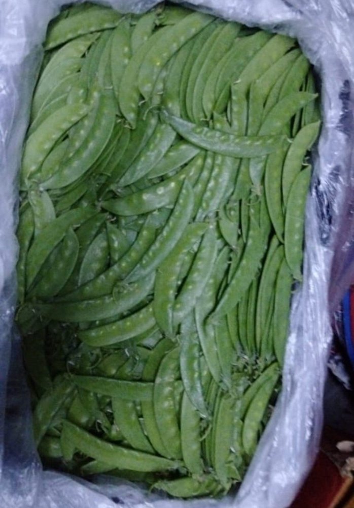 A Grade Green Fresh Snow Pea, Carton, 10 Kg