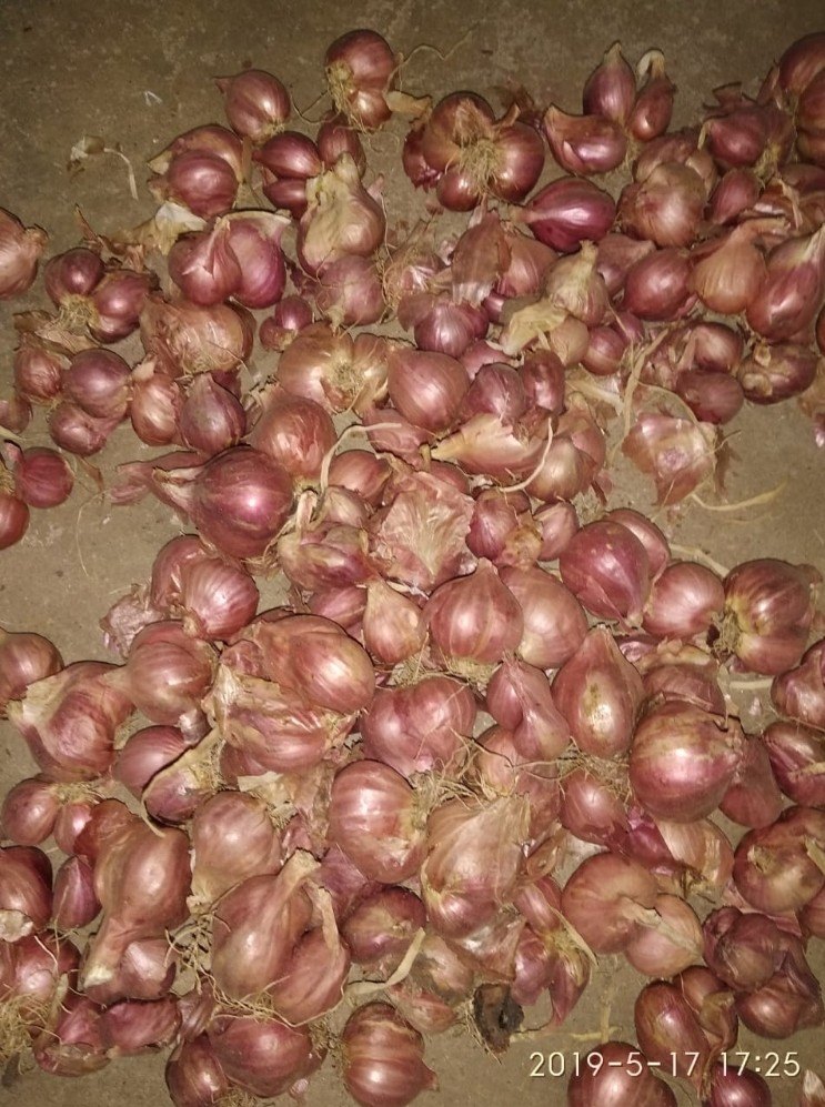 Shallots Onion A Grade Sambar Onion, Onion Size Available: Medium, Packaging Size: 5 Kg