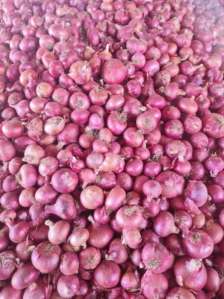 Nasik Cold Storage A Grade Pink Onion, Loose, Onion Size Available: Small