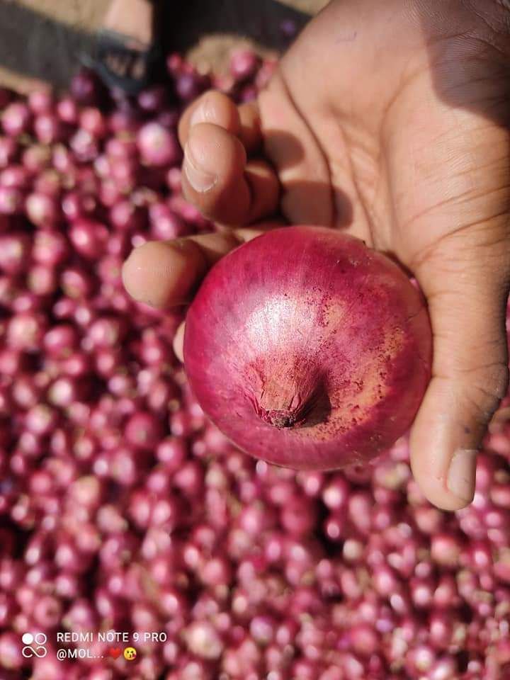 A Grade Maharashtra Europe And Canada Export Quality Onion, Packaging Size: 10 Kg, Onion Size Available: Large