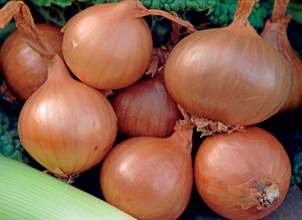 A Grade Maharashtra Small onion (Shellots), Net Bag, Packaging Size: 4kg, 5 kg