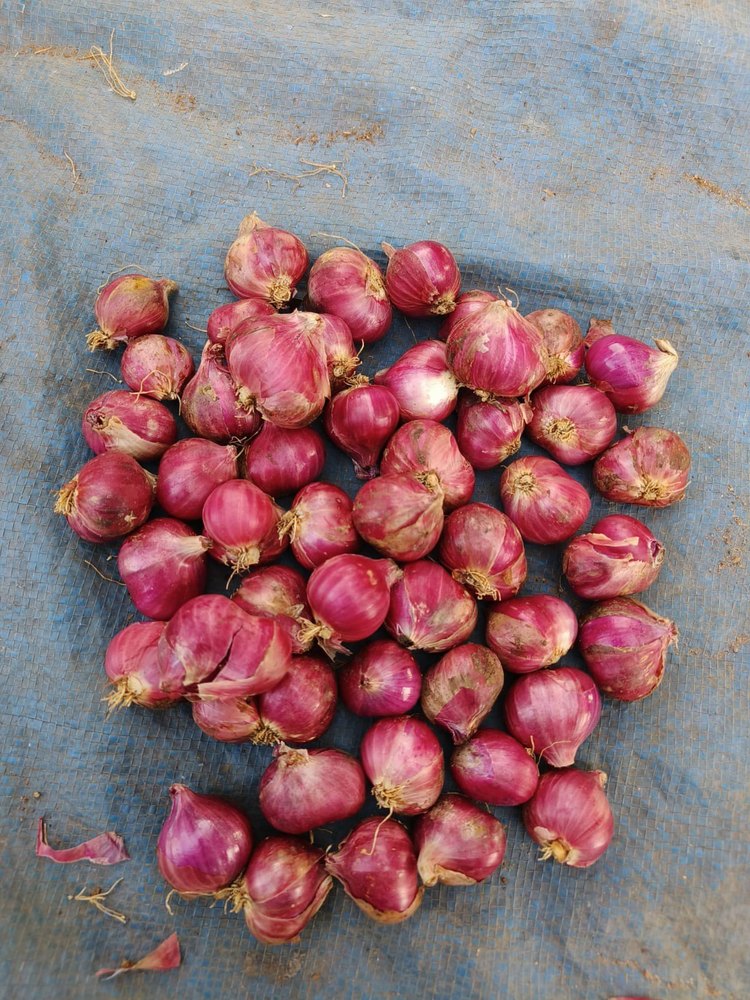 A Grade Tamilnadu Shallots Small Onion Sambar Onion, Net Bag, Packaging Size: 10 Kg
