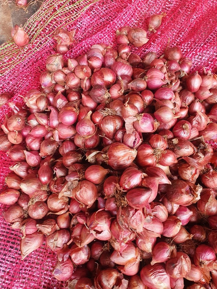 B Grade Maharashtra Small Sambar onion, Gunny Bag, Packaging Size: 50 Kg
