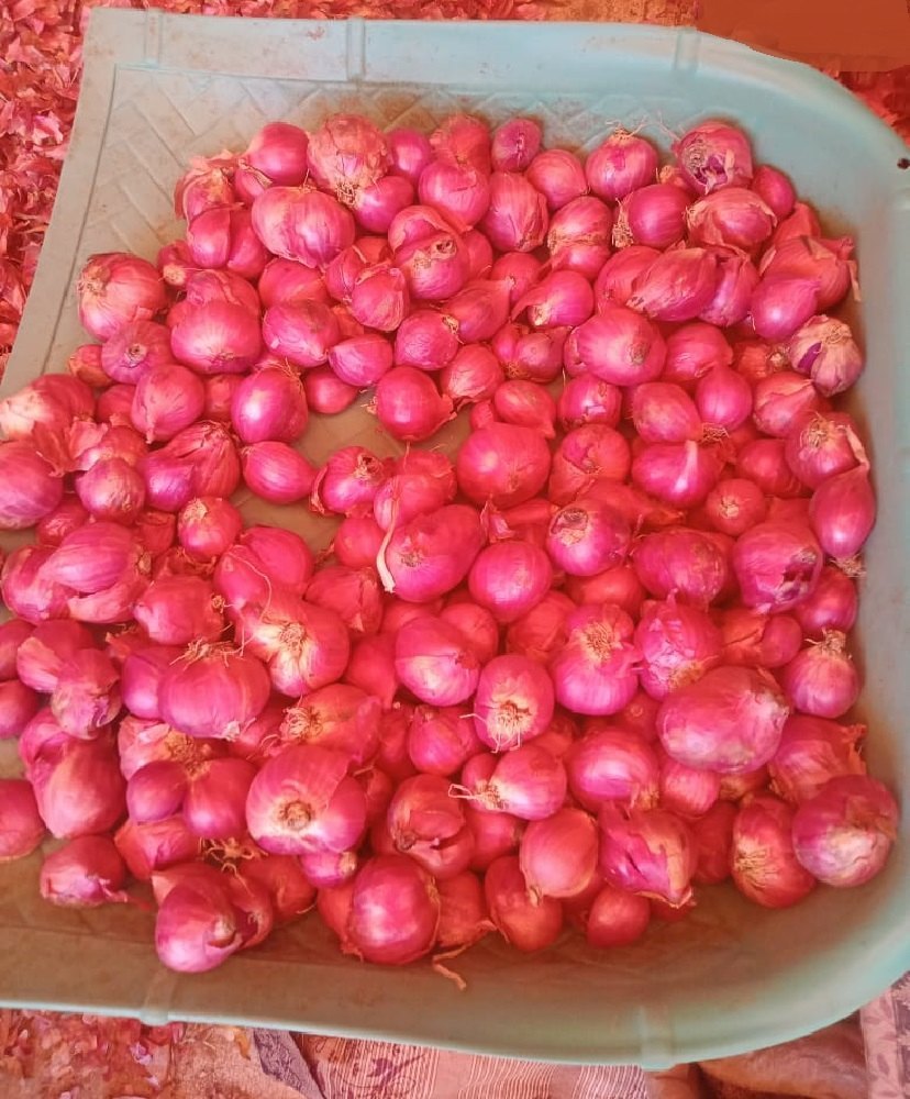 A Grade Maharashtra Pink Shallots Onion, Loose, Onion Size Available: Small
