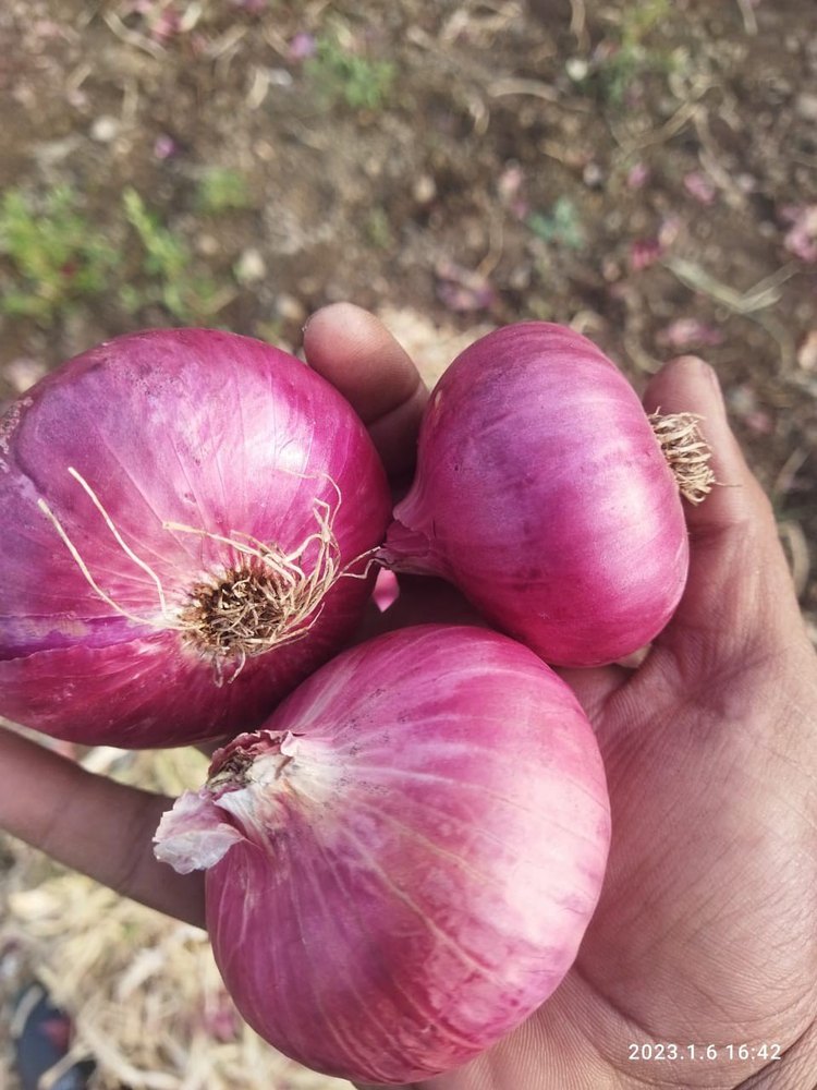 Maharashtra Dry Pink Onion, Garva Onion, Pune Onion, For Human Consumption, Onion Size Available: Large