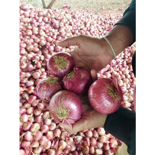 A Grade Maharashtra 55mm Onion, Net Bag, Packaging Size: 50 Kg