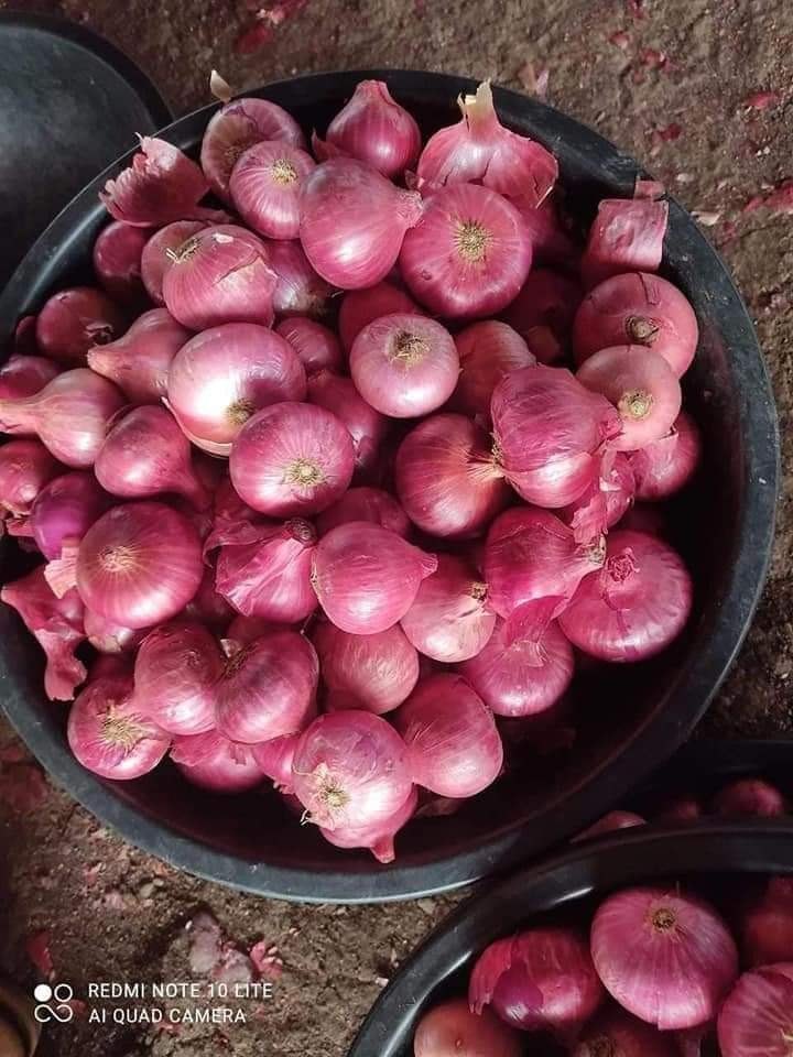 A Grade Maharashtra Red Onion, For Human Consumption