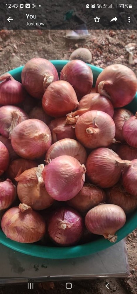 A Grade Maharashtra Yellow Onion, For Food, Onion Size Available: Medium
