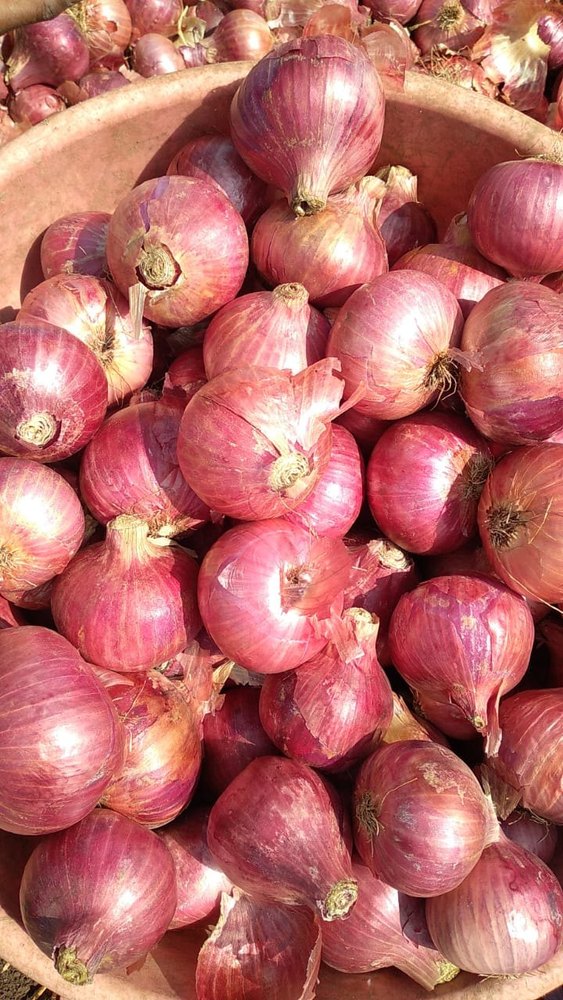 Pune and Ahmednagar Onions A Grade Garwa Onion