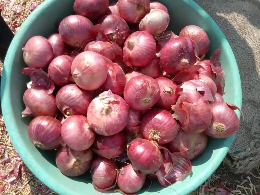 Dry A Grade Pink Onion, Loose, Onion Size Available: Medium