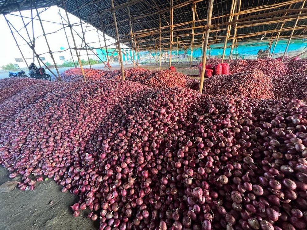A Grade Dry Pink Onion, Loose, Onion Size Available: 25mm