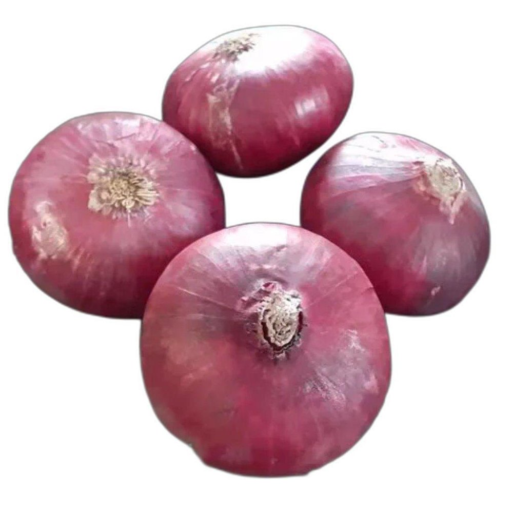A Grade Maharashtra 55mm Fresh Garva Pink Onion, For Food, Loose